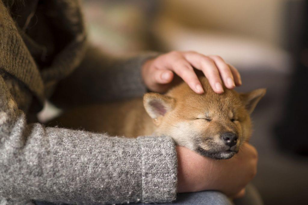 Shiba Inu