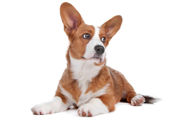 Valižanski ovčar Cardigan