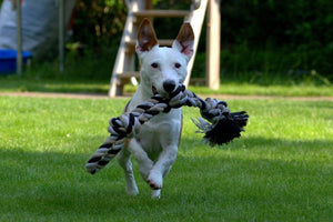 Jack Russell terier