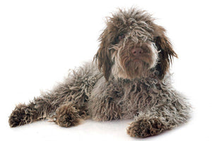 Lagotto romagnolo