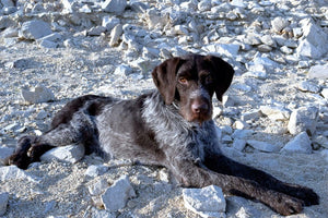 Nemški resasti ptičar