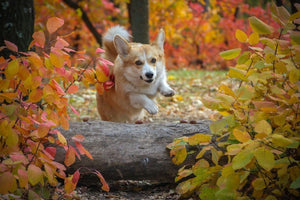 Valižanski ovčar Pembroke