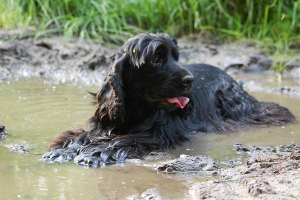 Angleški koker španjel