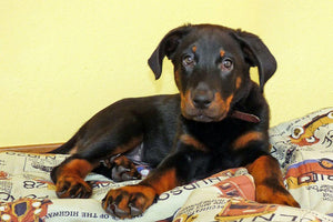 Francoski ovčar Beauceron