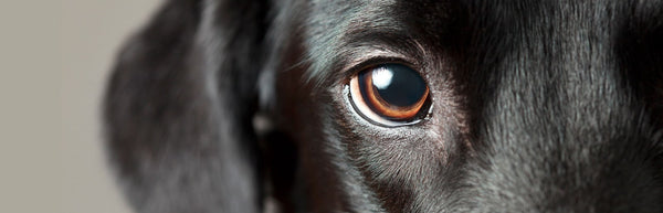 kako dobro psi vidijo