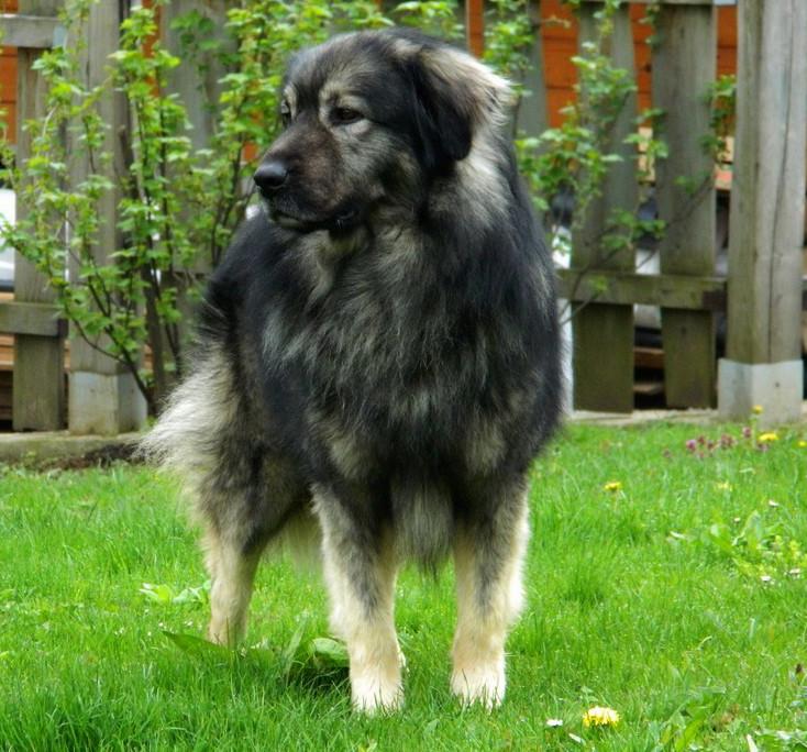 Kraški ovčar