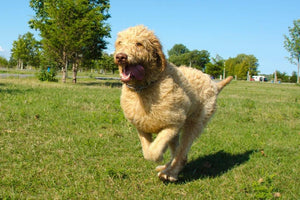 Avstralski labradoodle