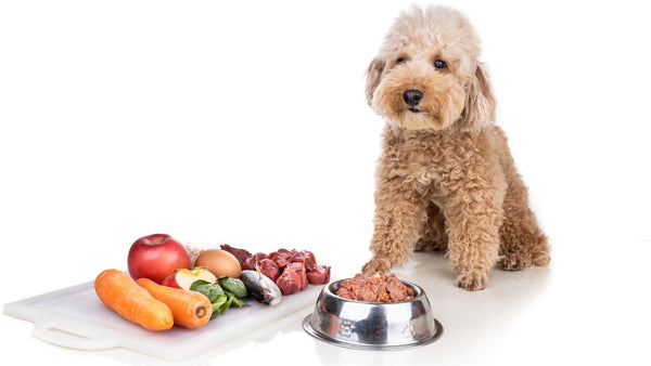 Je pes mesojedec ali vsejedec?