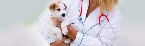 mladič pri veterinarju