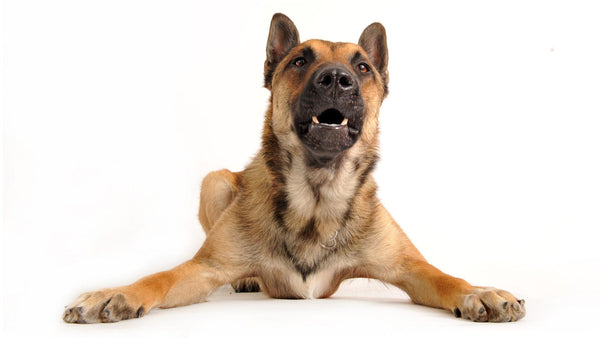 Kako umiriti in preprečiti pasje lajanje?