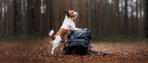Pohodništvo s psom: Nasveti za varen izlet in popolno doživetje