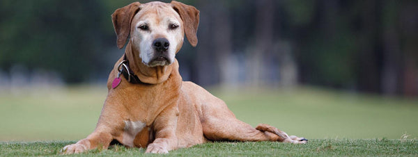 Hrana za starejše pse: Pravilna prehrana za starejšega psa