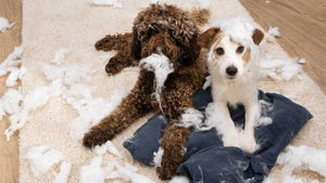 Kako ukrepati ob nezaželenem pasjem žvečenju in grizenju?