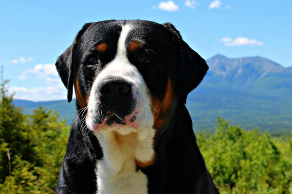 Veliki švicarski planšarski pes