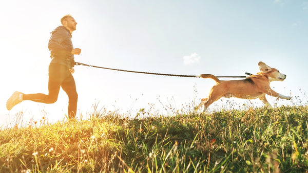 Tek s psom: vse kar moraš vedeti