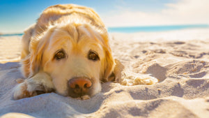 Toplotni udar pri psu