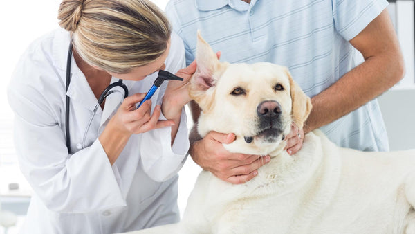 Vnetje ušes pri psu