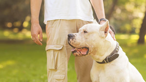 Življenje z dominantnim psom