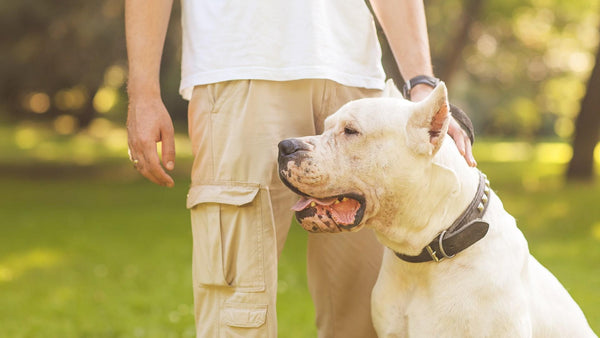 Življenje z dominantnim psom