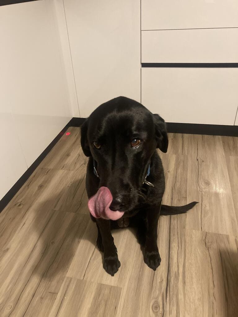 Na lesenih tleh v kuhinji sedi črn pes, obrnjen proti kameri, z iztegnjenim jezikom, zvitim na stran, kot bi si oblizoval nos. V ozadju so vidne bele omare in črna obloga.