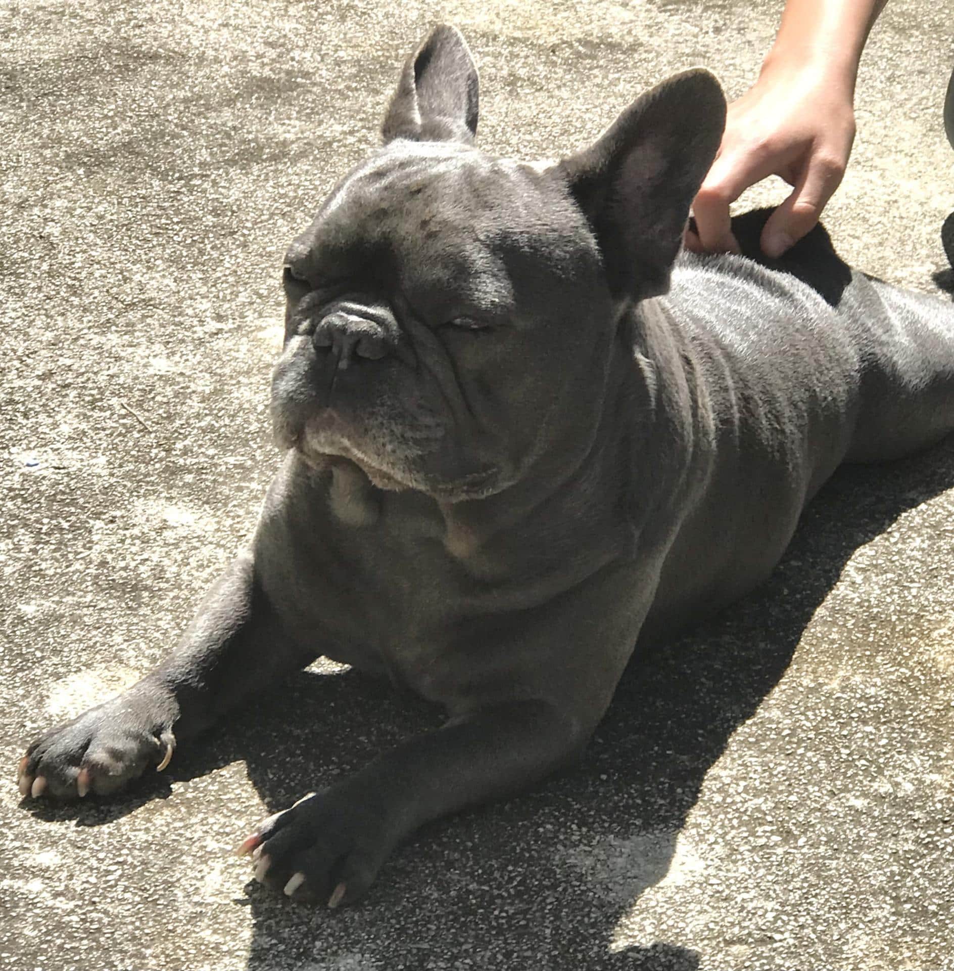 Siv francoski buldog leži na betonski površini, obsijani s soncem, z delno zaprtimi očmi, medtem ko ga po hrbtu praska roka osebe.
