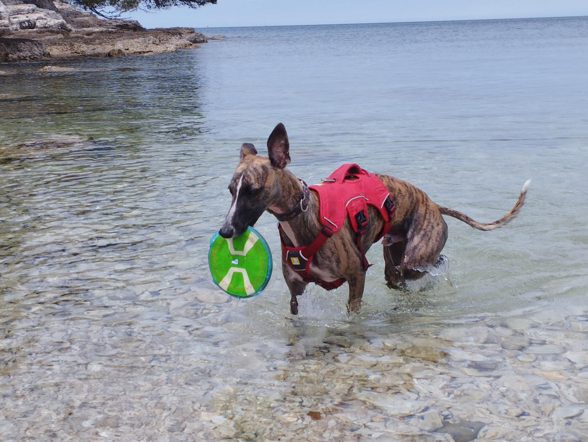 Rjavo žitast pes z rdečim pasom stoji v plitvi vodi blizu skalnate obale in v gobcu drži zeleno-modri frizbi.