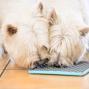 Dva majhna, puhasta bela psa skupaj jesta z modre teksturirane podloge na tleh, obloženih s ploščicami. Njuna obraza sta tesno skupaj, osredotočena na hrano.