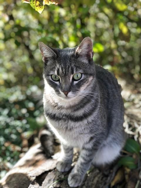 Na drevesnem deblu na prostem sedi siva mačka z zelenimi očmi, ki jo v ozadju obdaja zamegljeno zeleno listje.