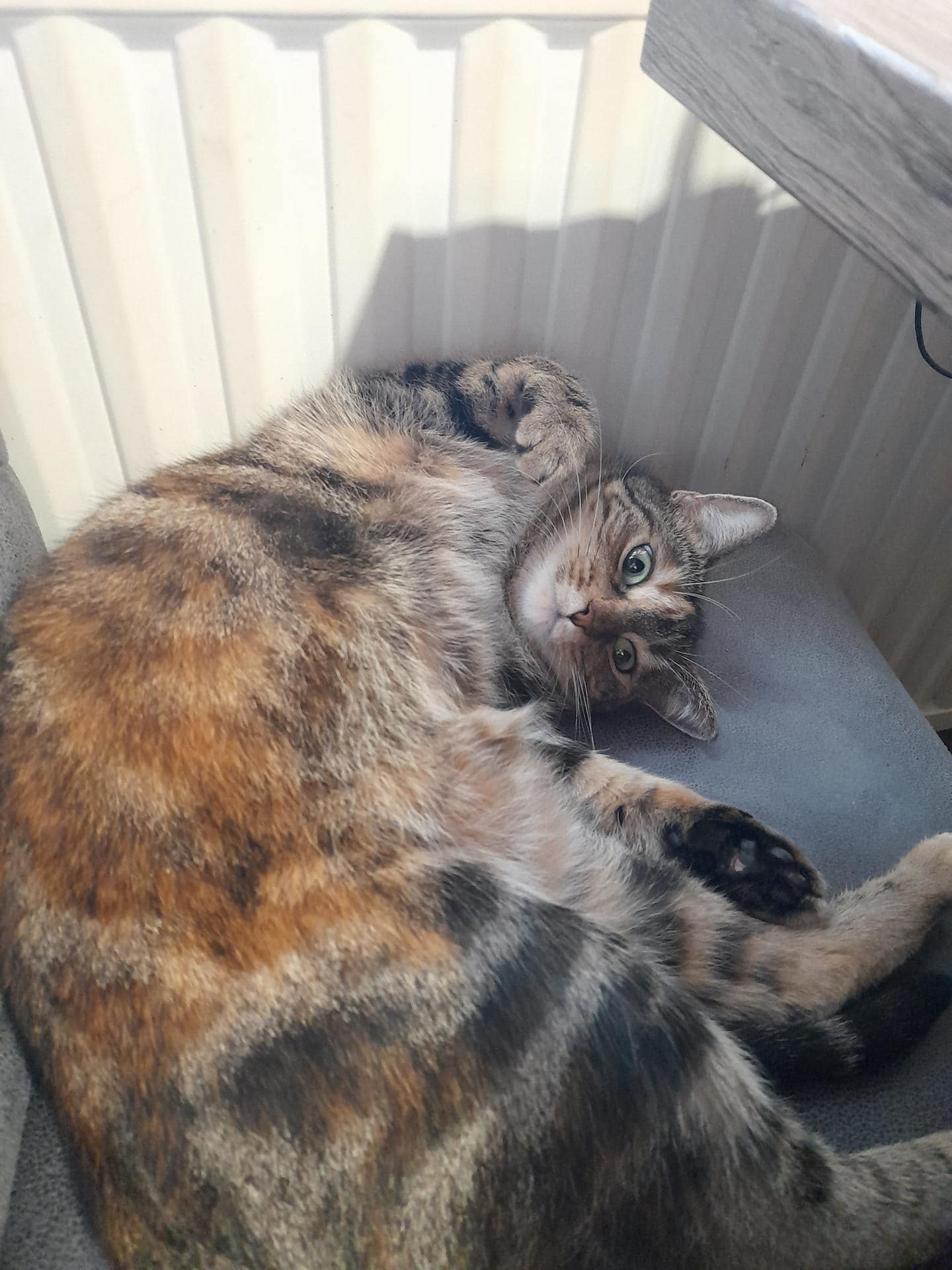 Mačka tabby z mešanico rjavega, črnega in oranžnega kožuha leži na boku na sivi površini blizu radiatorja in s široko odprtimi očmi gleda v kamero.