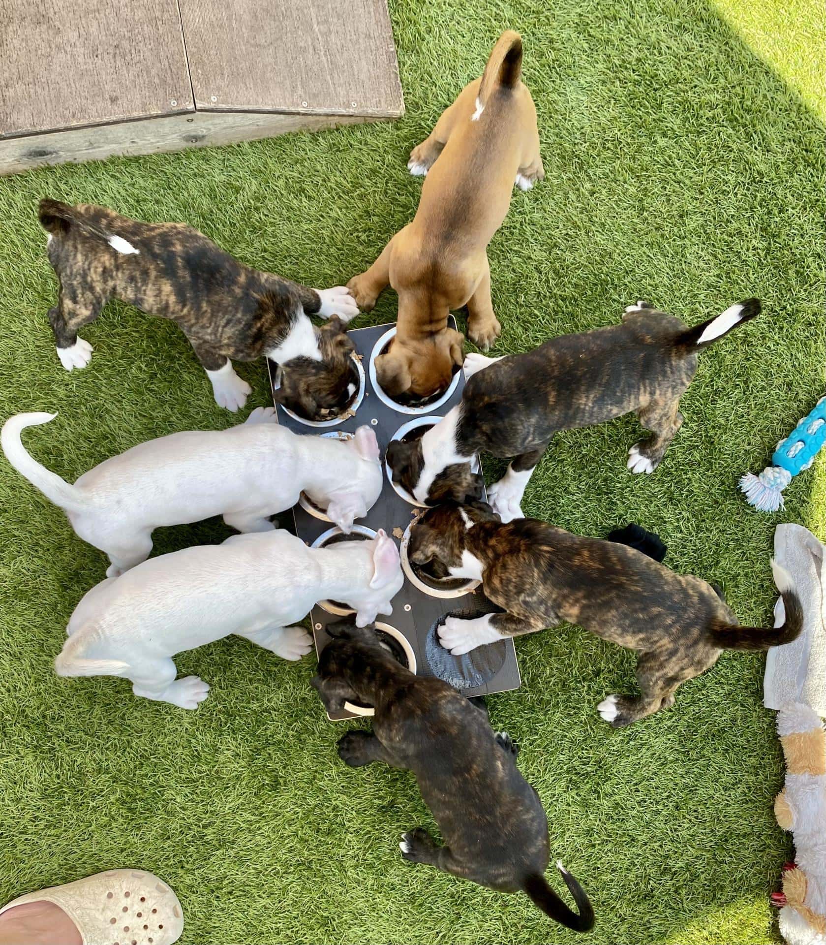 Sedem mladičev mešane žitaste in bele barve je iz posodic, postavljenih v krogu na umetni travi. V bližini sta vidna mehka igrača in noga osebe v belem čevlju.